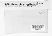 Sphaeria arundinacea image